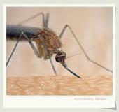 蚊虫叮咬也会传播牛皮癣