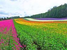 接触性皮炎的危害有哪些